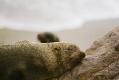 FUR SEALS - SKELETON COAST